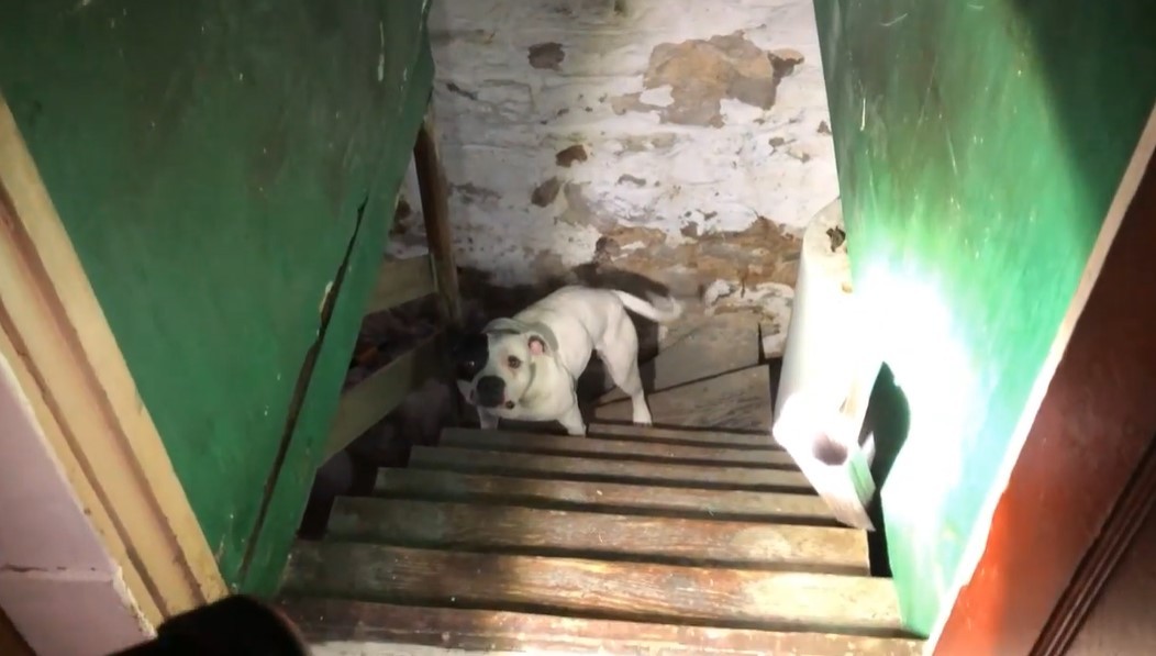 Jumping Bean rescue photo