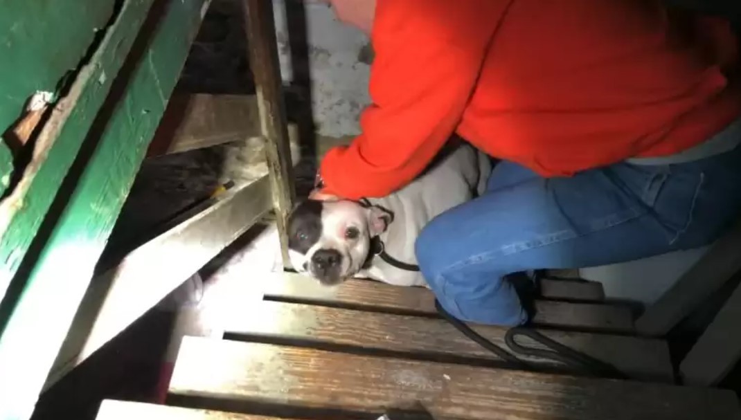 Jumping Bean rescue photo