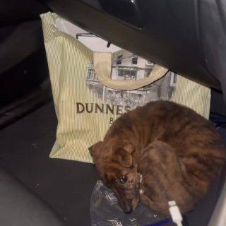 A tiny brindle puppy sits in the passenger area of a car after the rescue.