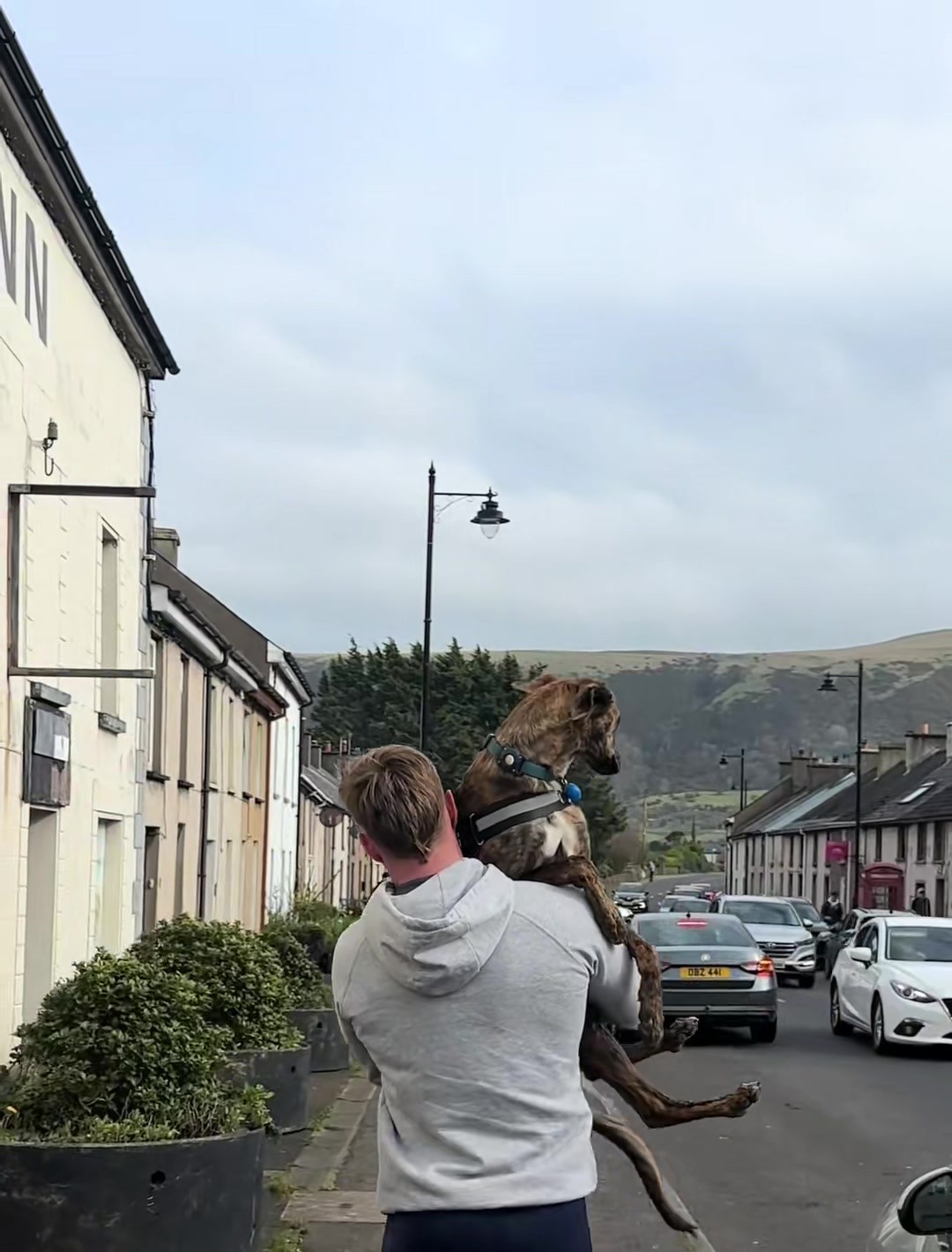 A grown brindle dog is carried along a residential street in a harness.