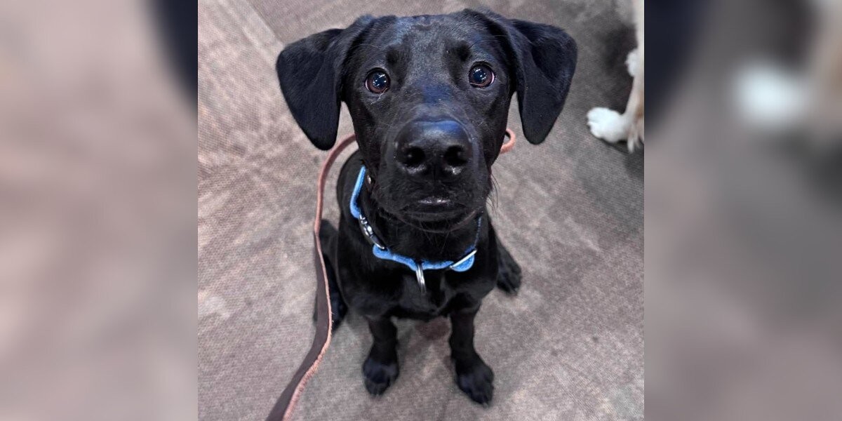 The “Little Lab” Kept Growing — Then His DNA Revealed A Rare Surprise