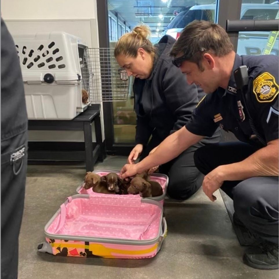 A Frantic Mother Dog Led Officers To A Pink Suitcase Holding Her Babies