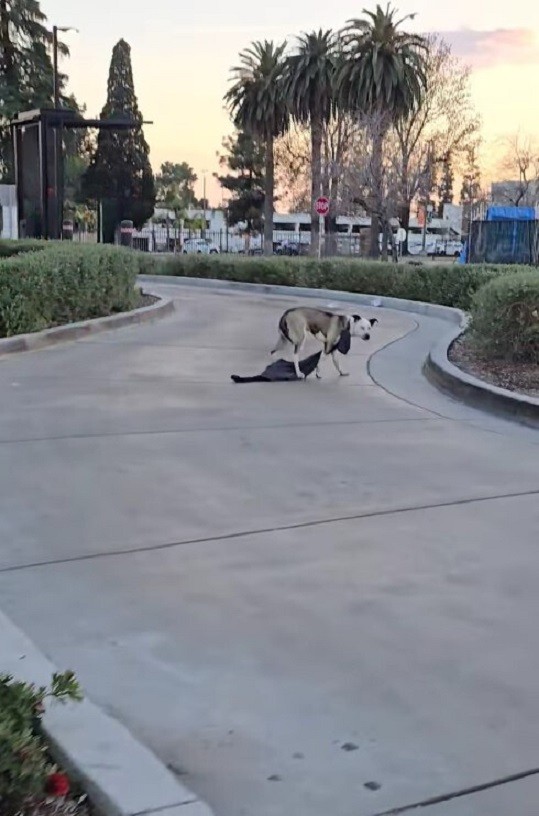 Frightened Dog With A Sweatshirt Around Her Neck Finds The Gentle Hands She Needed
