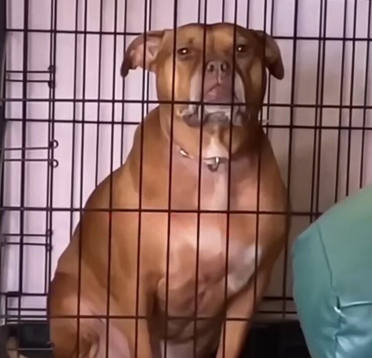 After Years in a Cage, Trixie Finally Let Out the Deepest Sigh