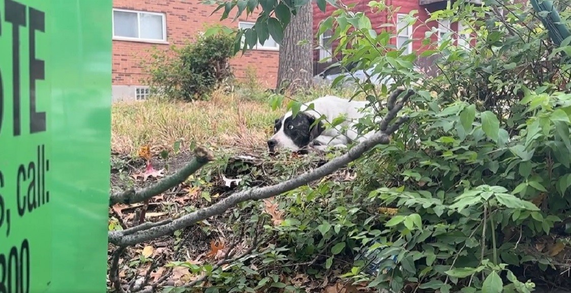 Behind a St. Louis Dumpster, Louis Was Waiting for Kindness to Find Her