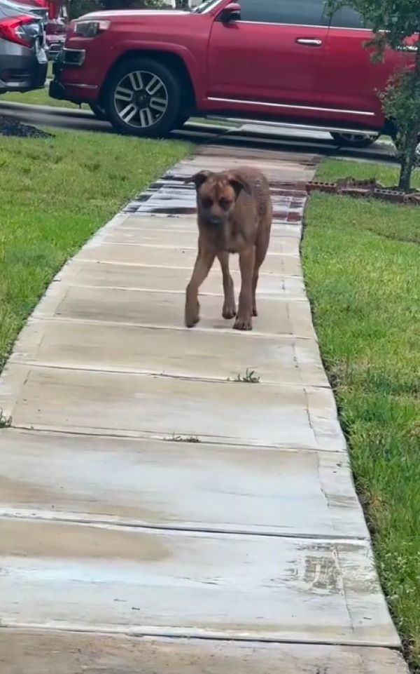 Soaked, Hurt, And Still Hoping, Buddy Waited For One Kind Heart To Notice Him