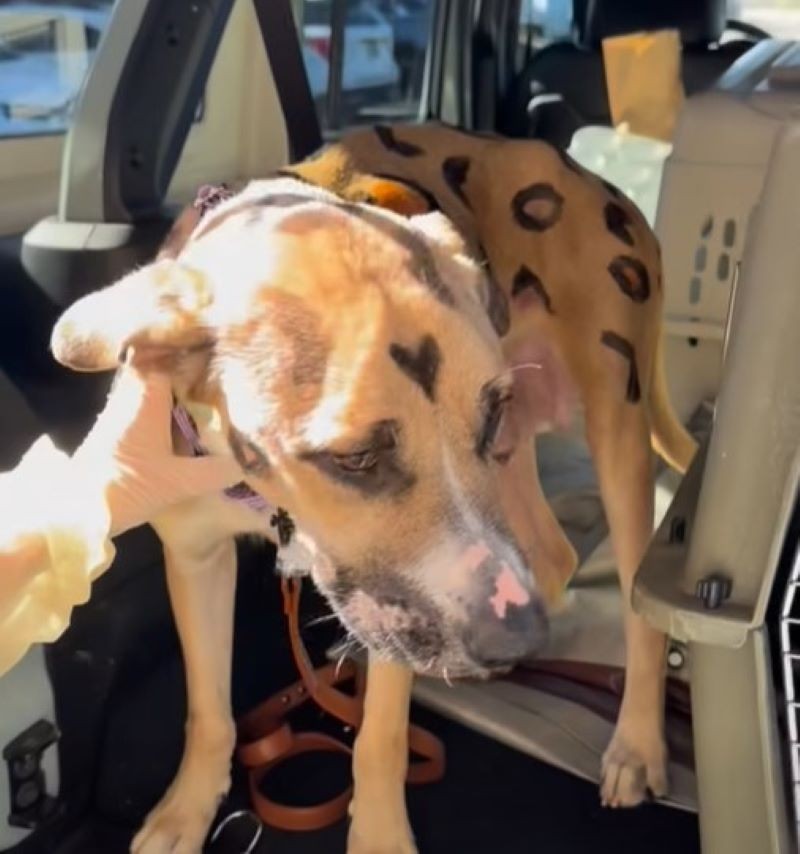 A Mother Dog’s Spotted Coat Caught Their Eyes, but Her Puppies Made Them Hurry