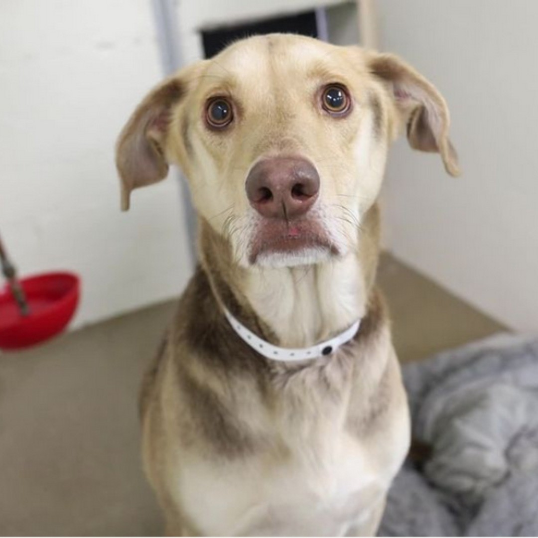 Armando Waited Outside an Arizona Shelter With a Note Explaining His Family’s Heartbreaking Goodbye