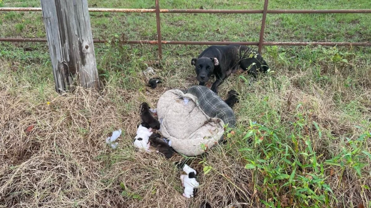 The Mama Dog In The Ditch Was Exhausted, But She Never Stopped Protecting Her Babies