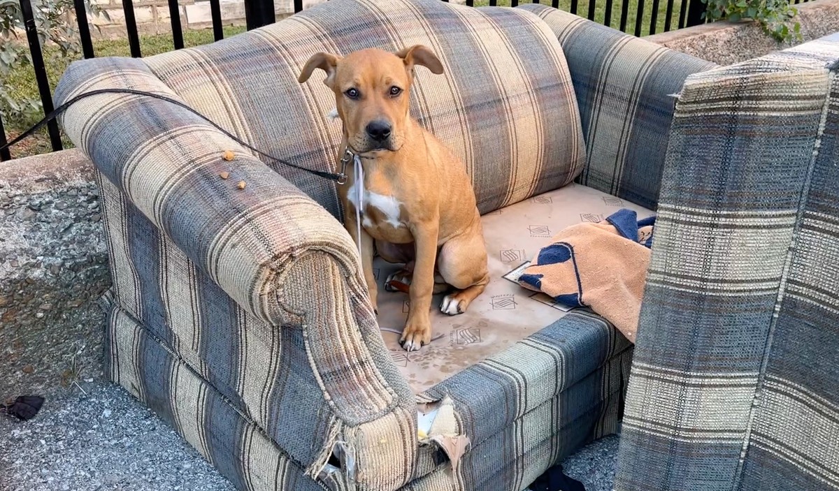 Tied To A Fence With A Shoestring, This Little Puppy Waited For Someone To Finally Stop