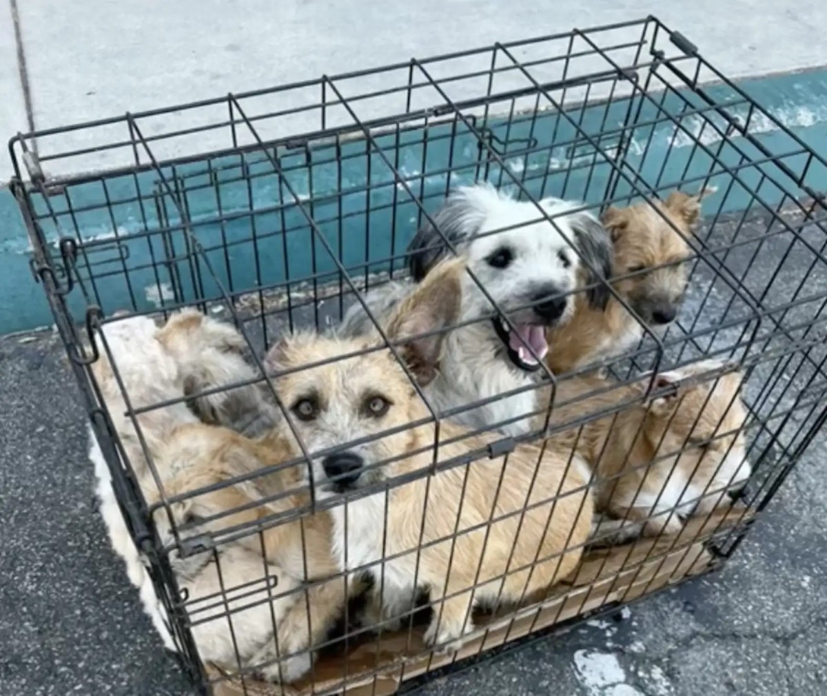 Woman Finds Seven Neglected Dogs Trapped In A Tiny Cage And Knows She Cannot Leave Them