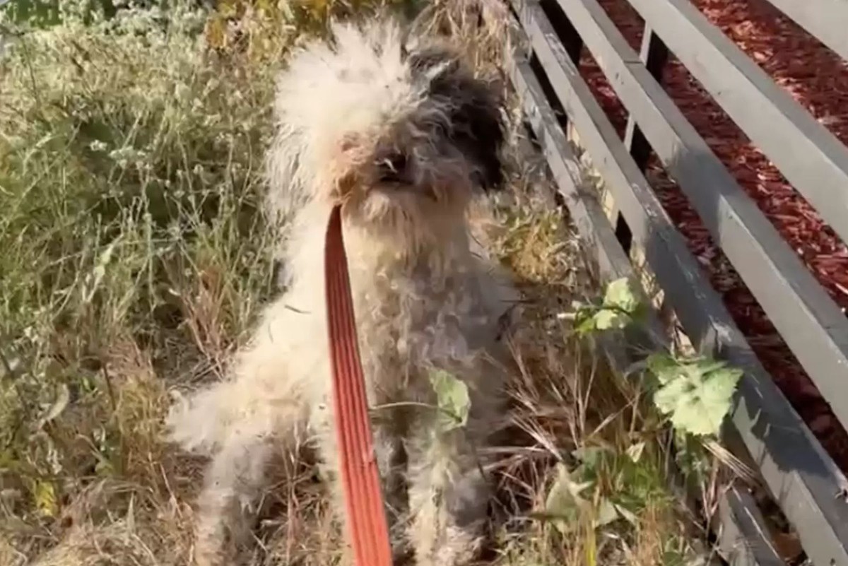 She Crossed the Street for One Scruffy Dog and Found Eight Hearts Waiting