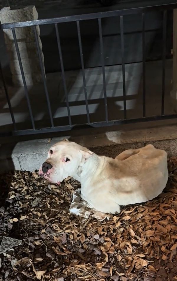 Dojo Was Too Tired To Stand, Until Love Found Him Under A Sign