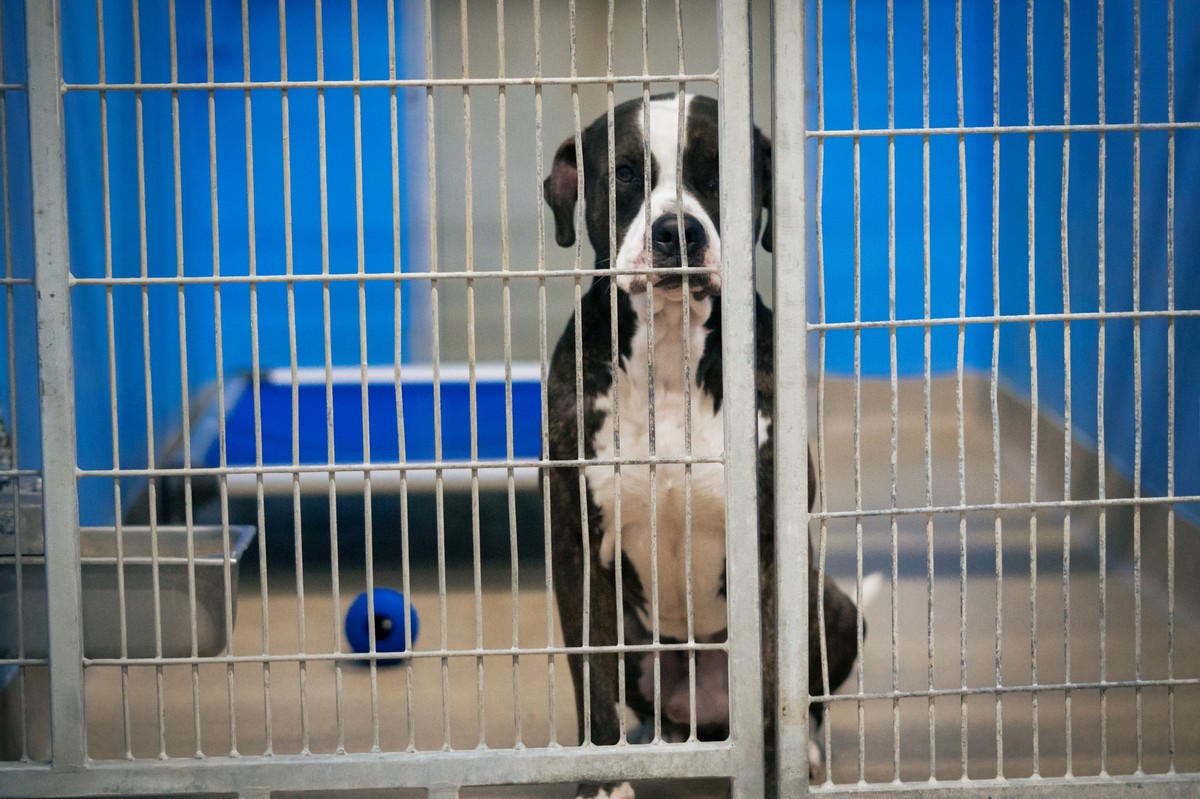 The Big Shelter Dog Who Never Stopped Asking to Be Seen