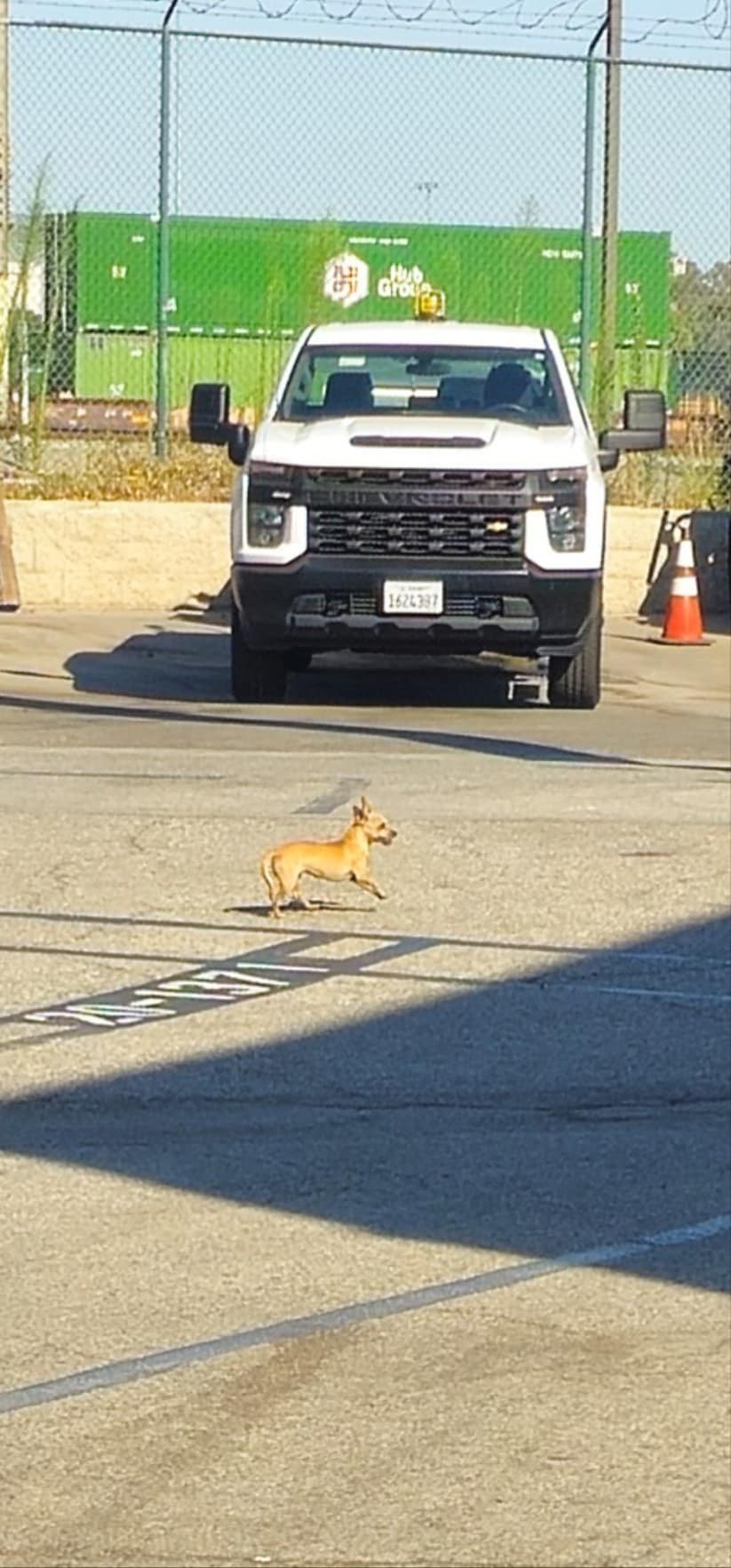 The Little Dog Who Hid Between Cars Until Love Refused to Leave