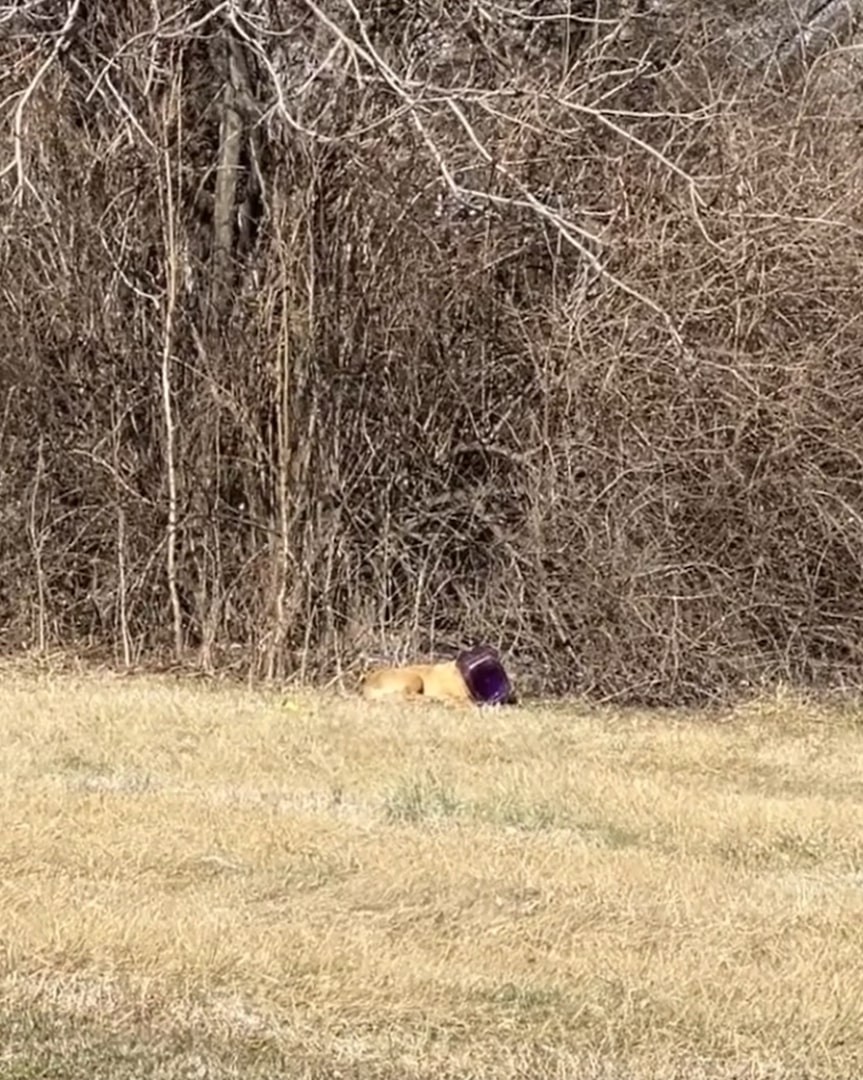 The Purple Bucket Hid His Face, but Love Refused to Look Away