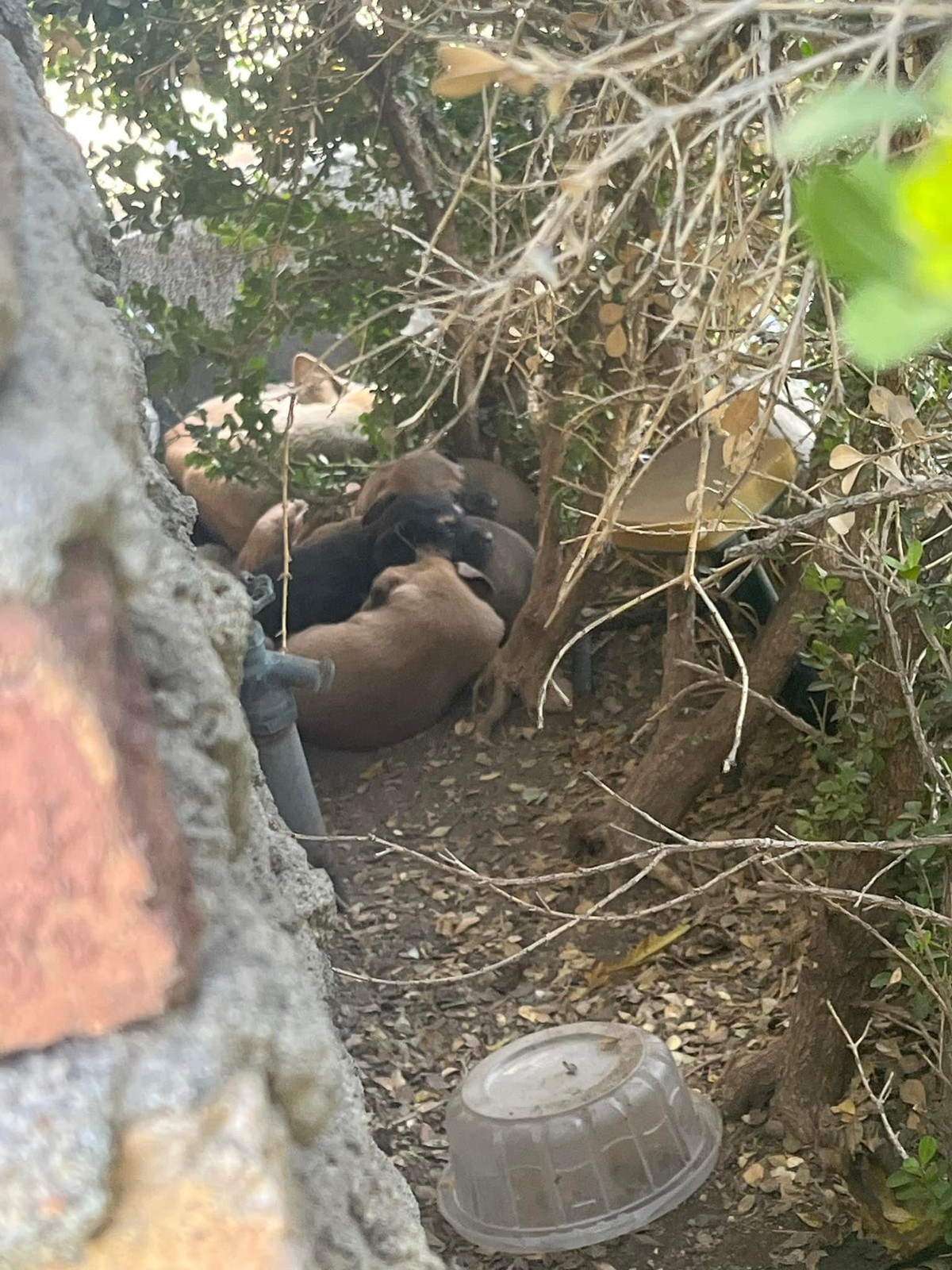 She Would Not Leave Her Babies, Even When The Wind Grew Cruel