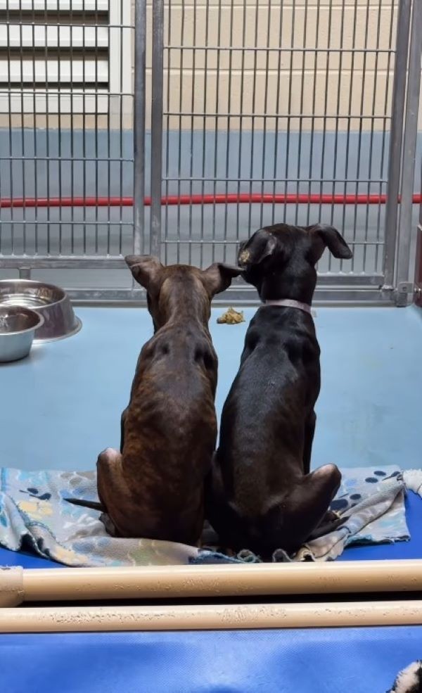 Two Puppy Brothers Reached Through the Bars Before Hope Ran Out