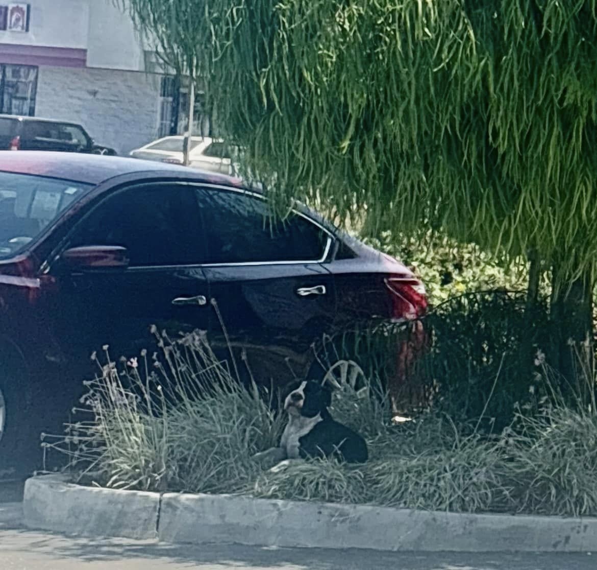 The Tired Stray Who Wagged His Tail the Moment Help Arrived