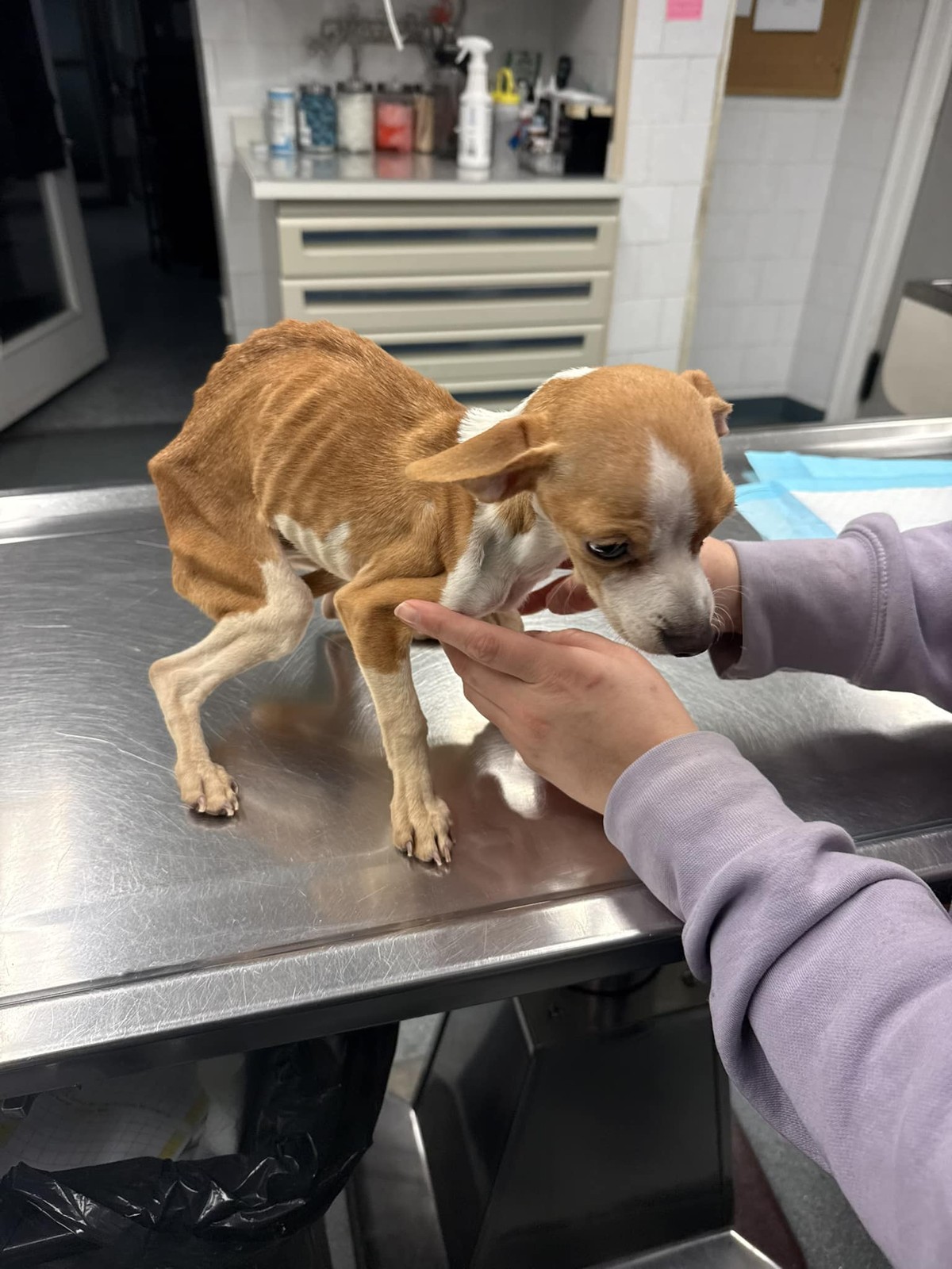 Tiny Puppy Dragged Herself Down a Bronx Hallway, Hoping Someone Would See Her