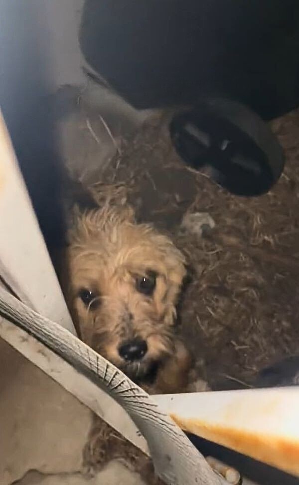 A Tiny Dog Waited at Her Gate, Hoping One Kind Heart Would Hear Her