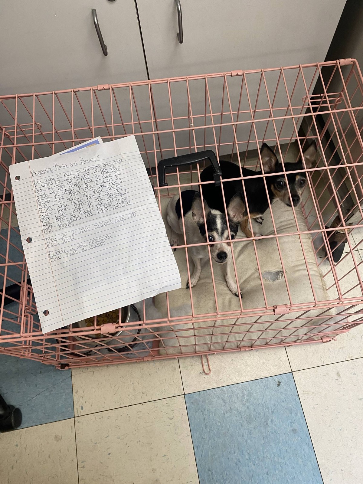 Two Tiny Chihuahuas Clung Together Beside a Note Filled With Love