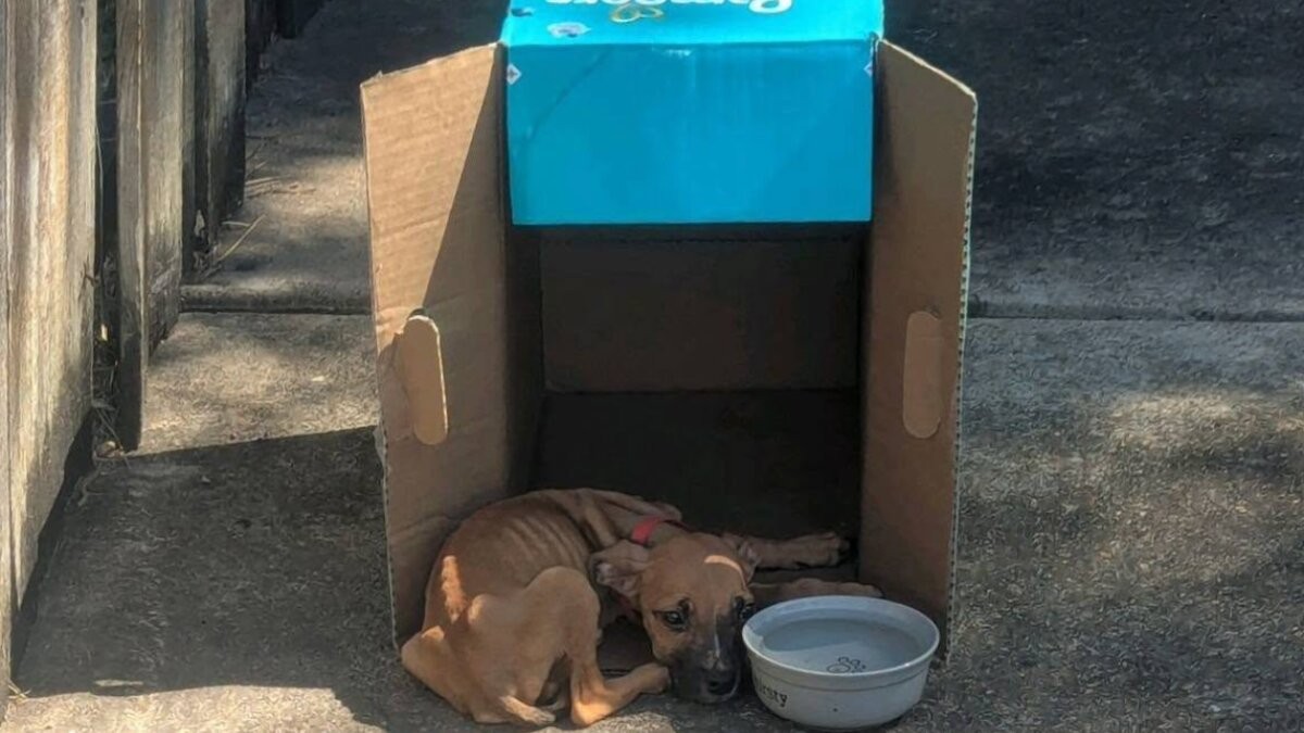 Strange Sounds From a Dumpster Led One Woman to a Tiny Puppy Fighting to Live