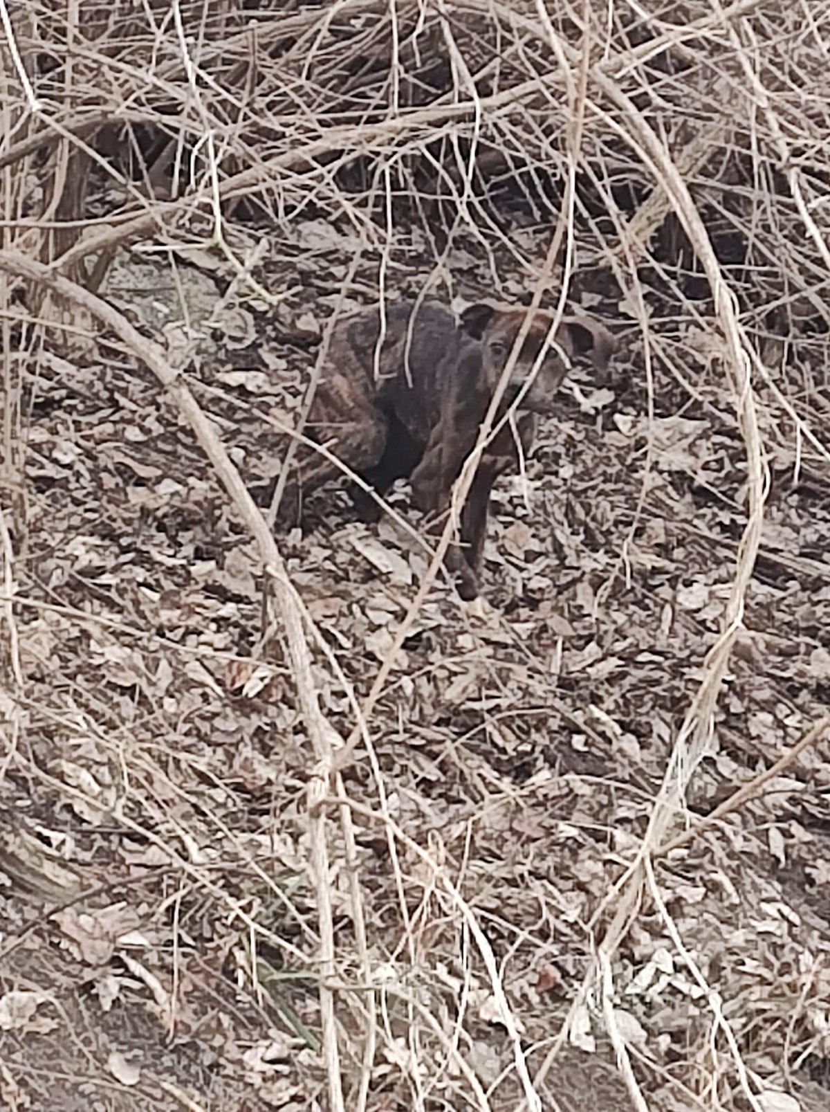 Tiny Joey Hid Beneath the Trees Until a Circle of Kindness Found Him