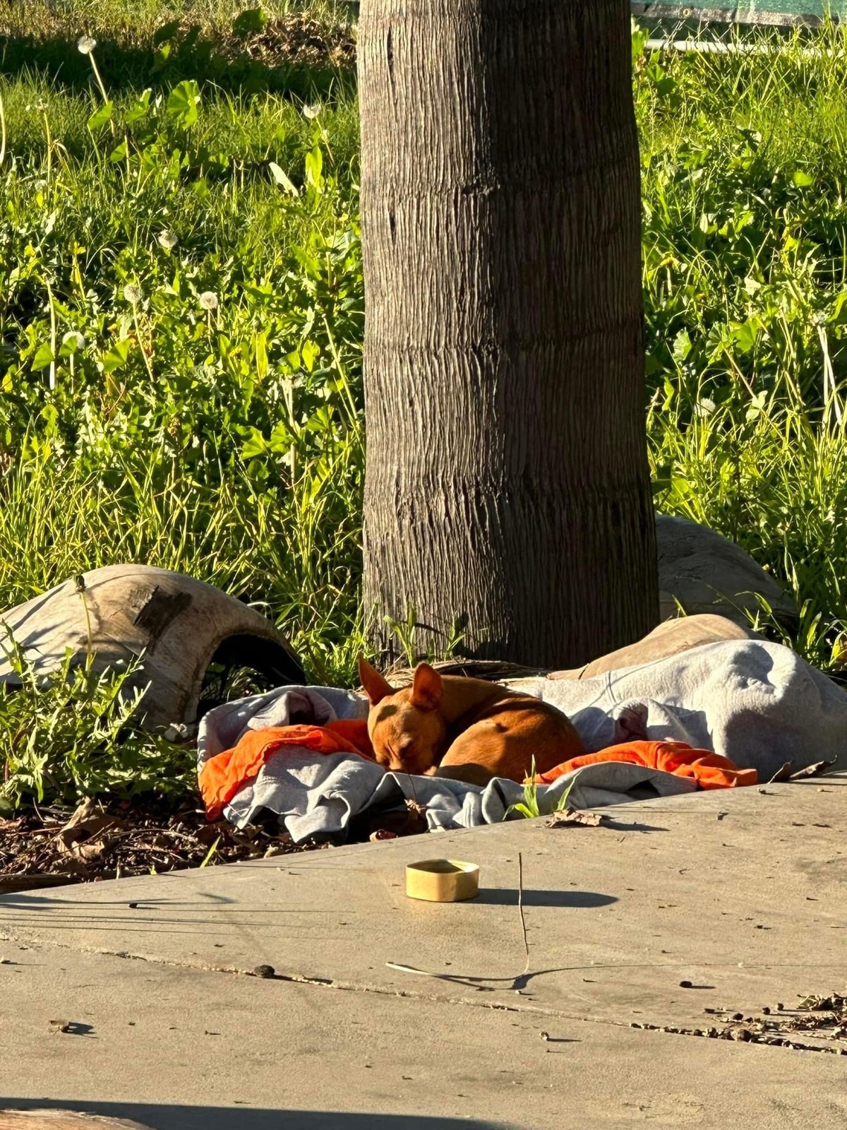 Frightened Stray Every Found Safety on a Dusty Blanket