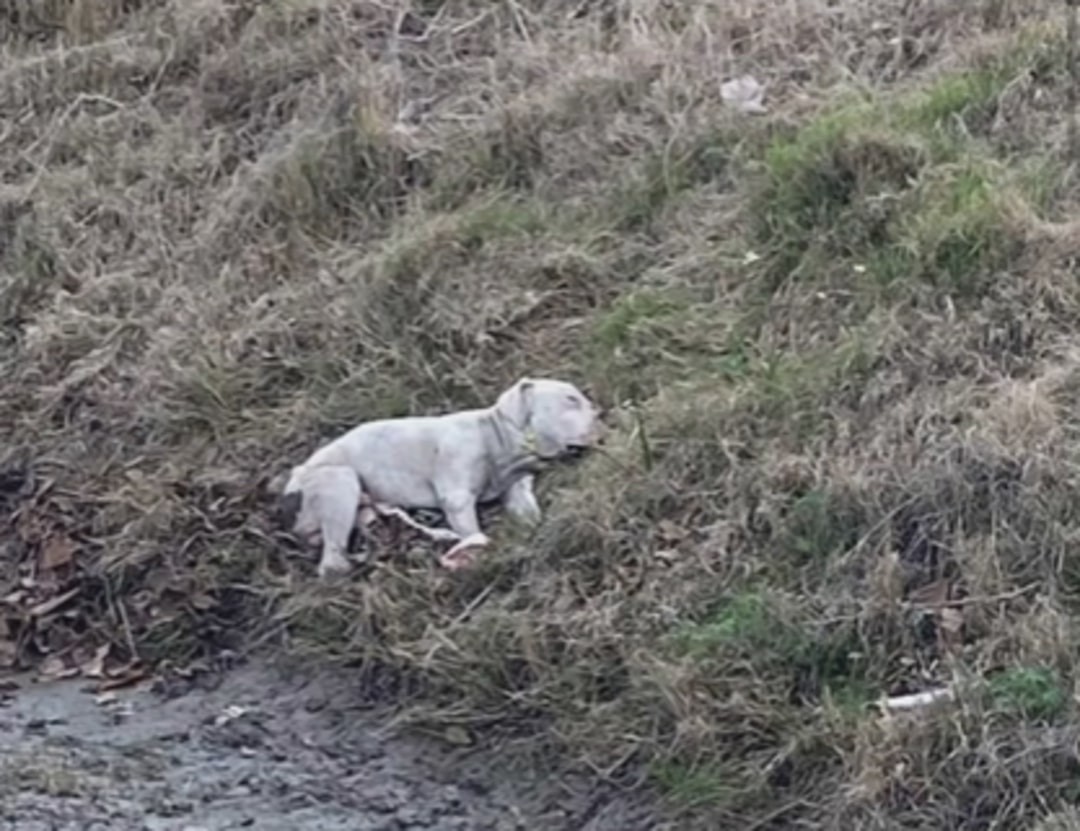 He Was Too Weak to Stand, Yet TITUS Would Not Leave His Friend Behind