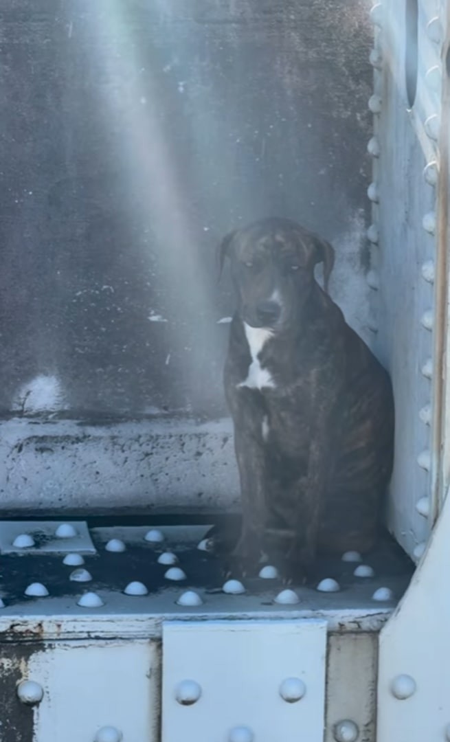 Myrtle Clung To A Bridge Ledge For 12 Hours, Waiting For Gentle Hands To Bring Her Home