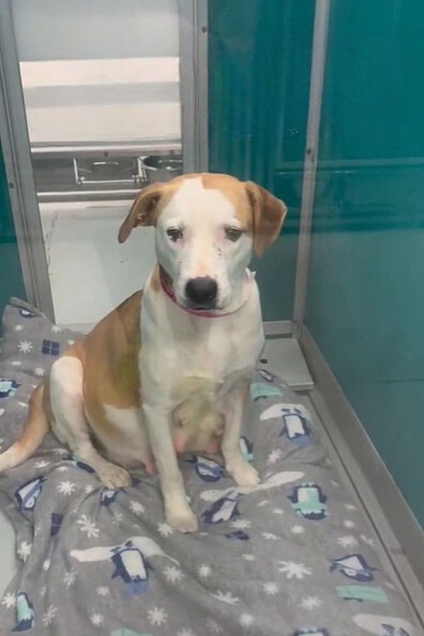 Thirty Minutes From Goodbye, A Pregnant Shelter Dog Found Safety For Her 11 Babies
