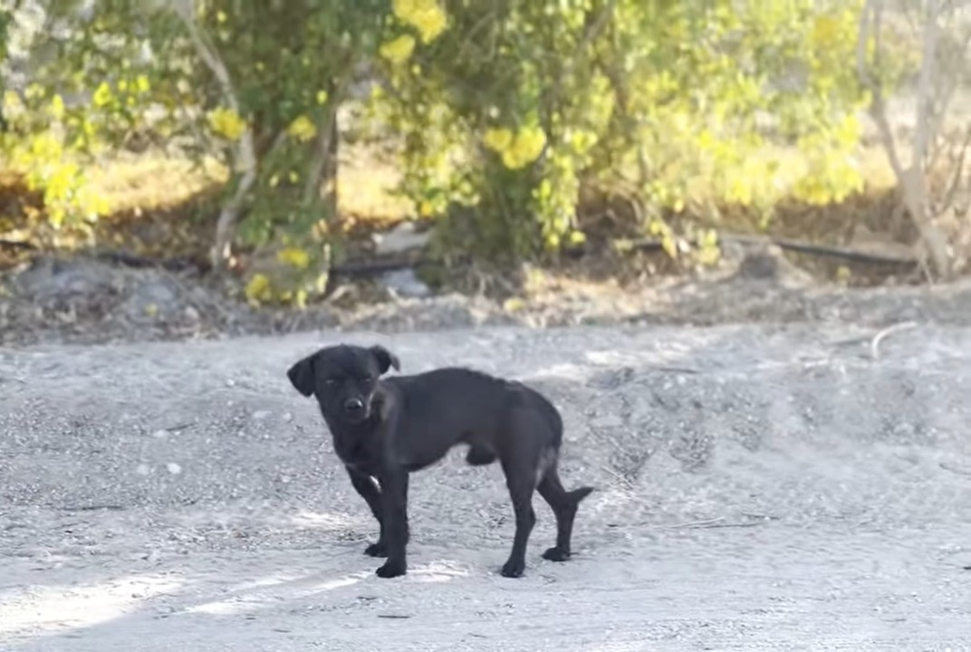 They Searched the Desert for One Dog, but Tiny Prince Needed Them Most
