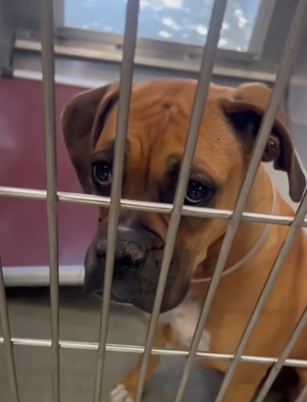 Ginger’s Last Day Out Became the First Day of Her New Life