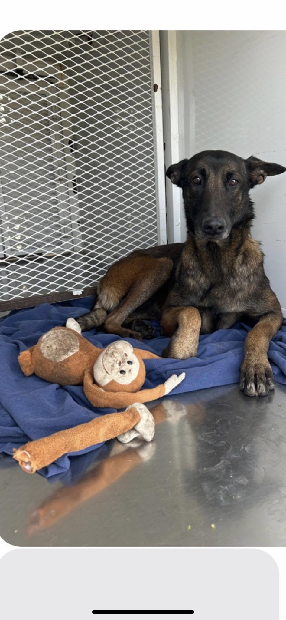 Abandoned Beside A Park, Monkey Would Not Leave Her Little Stuffed Friend