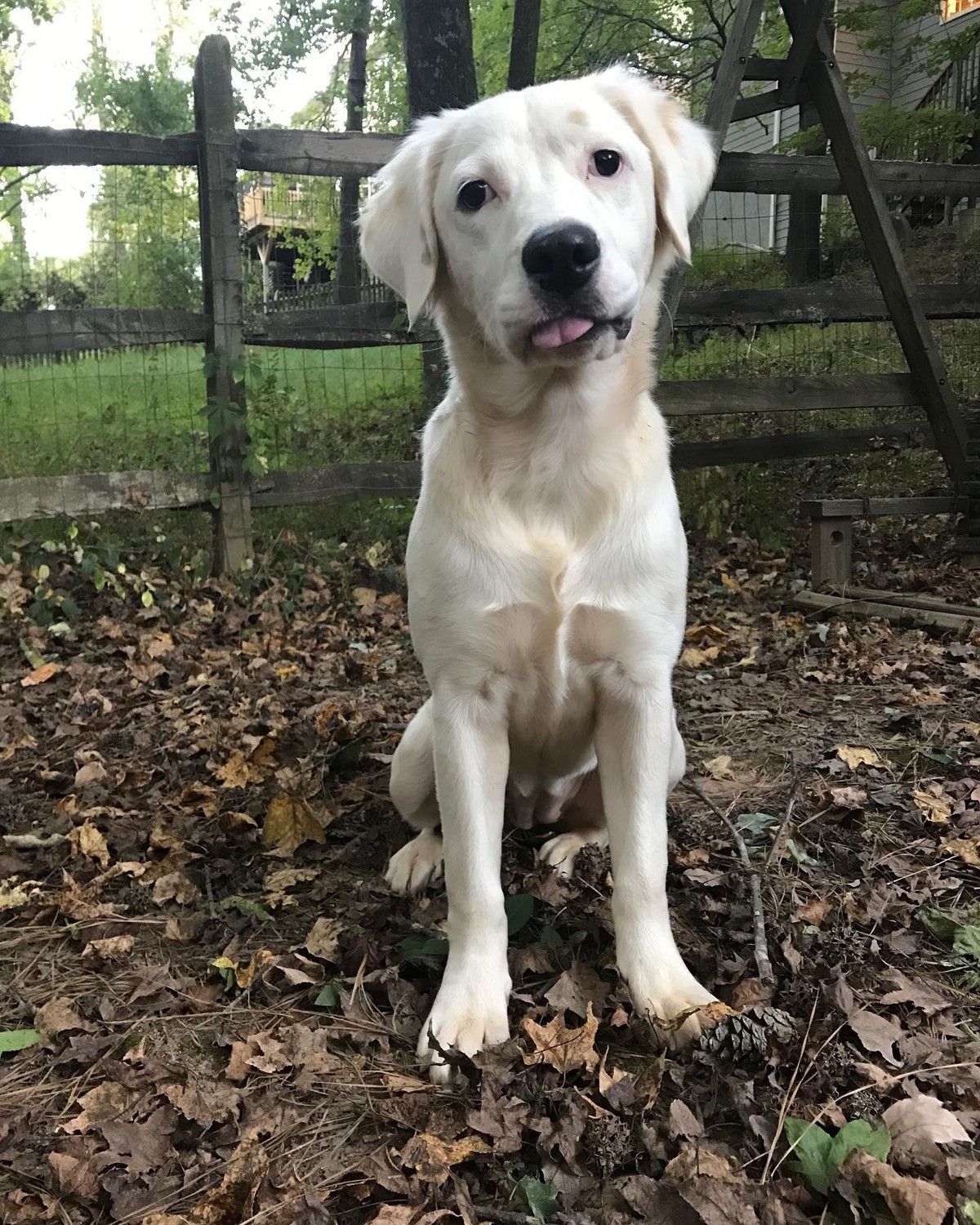 The Frightened Shelter Dog Who Became Her New Mom’s Quiet Strength