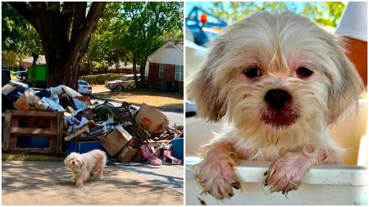 Tiny Treasure Waited Beside the Trash for a Family Who Never Came Back