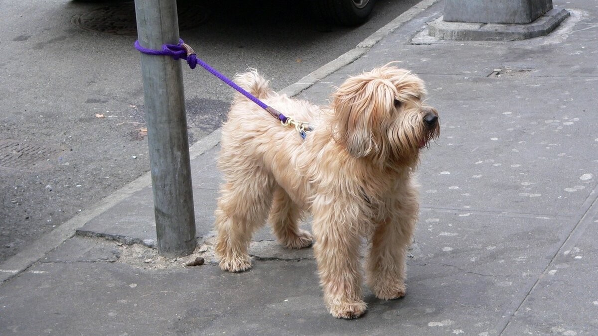 A Thin Little Dog Was Tied to a Brooklyn Fence—Then She Gave a Stranger a Kiss