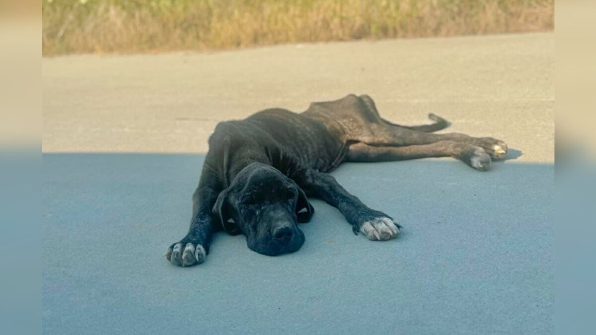 Too Weak to Walk, She Still Wagged Her Tail for the Woman Who Stopped