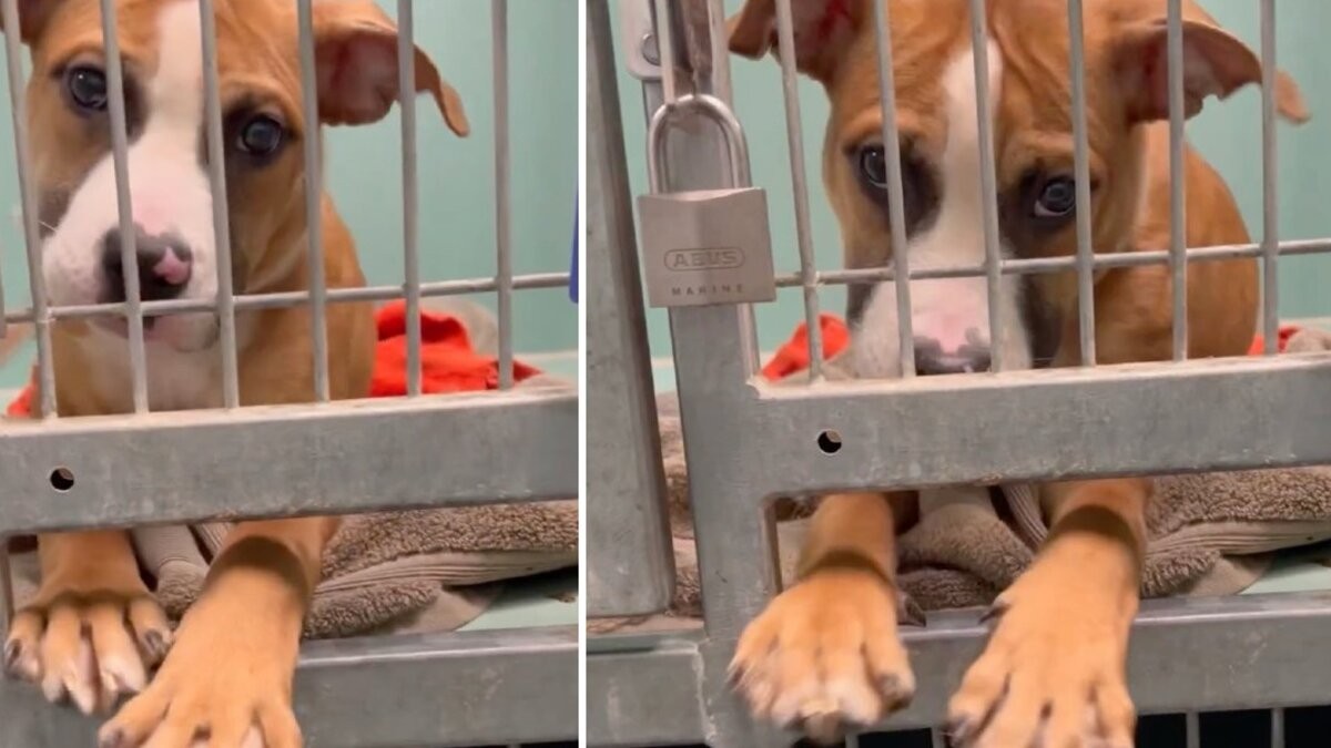 Barbie Reached Through Her Kennel Bars And Asked The World To Stay