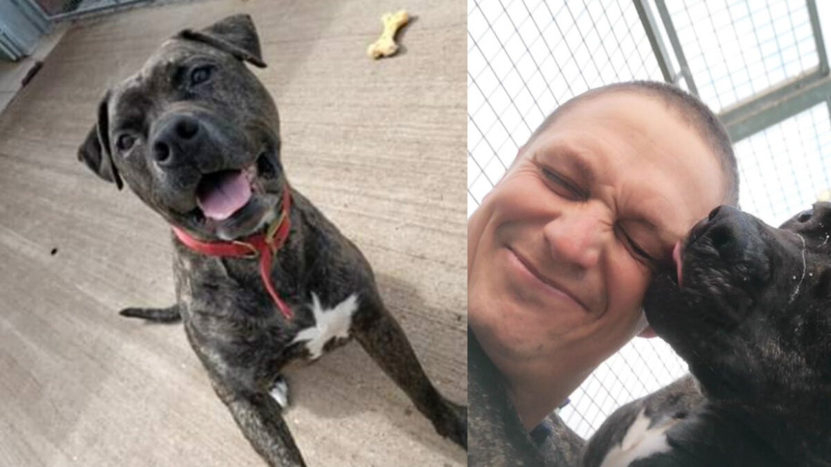 For 775 Days, Bob Watched Other Dogs Go Home Without Him