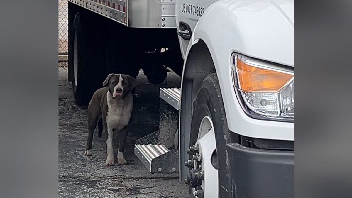 The Frightened Gray Dog Beneath a Truck Was Waiting for One Warm Lap