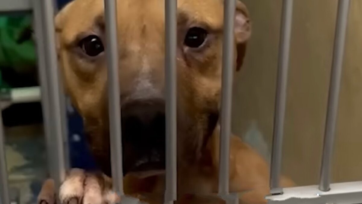 The Dog Who Smiled Through His Pain Finally Found a Couch to Call Home