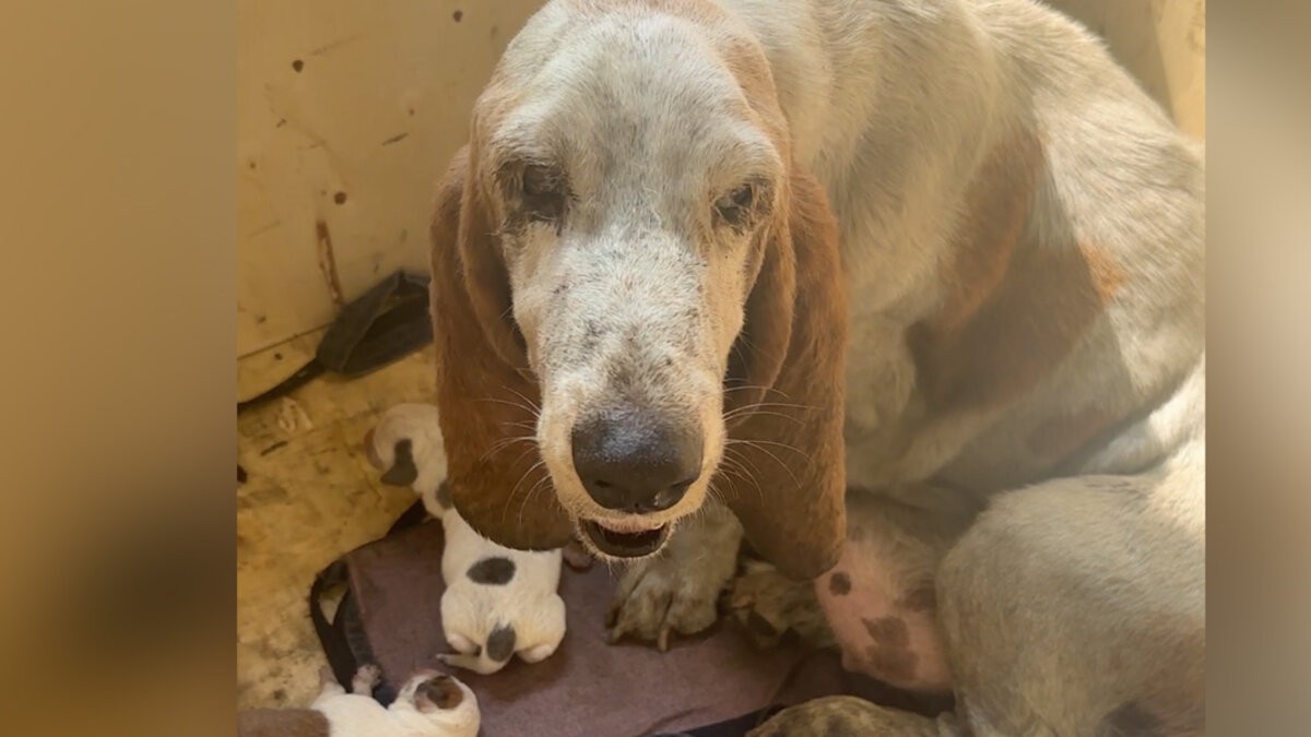 A Frightened Mama Hid Her Babies From the Storm—Then Love Changed Everything