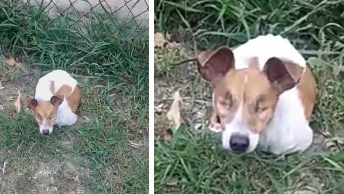 Blind and Abandoned, Three Waited by a Fence Until Someone Came to Save Her