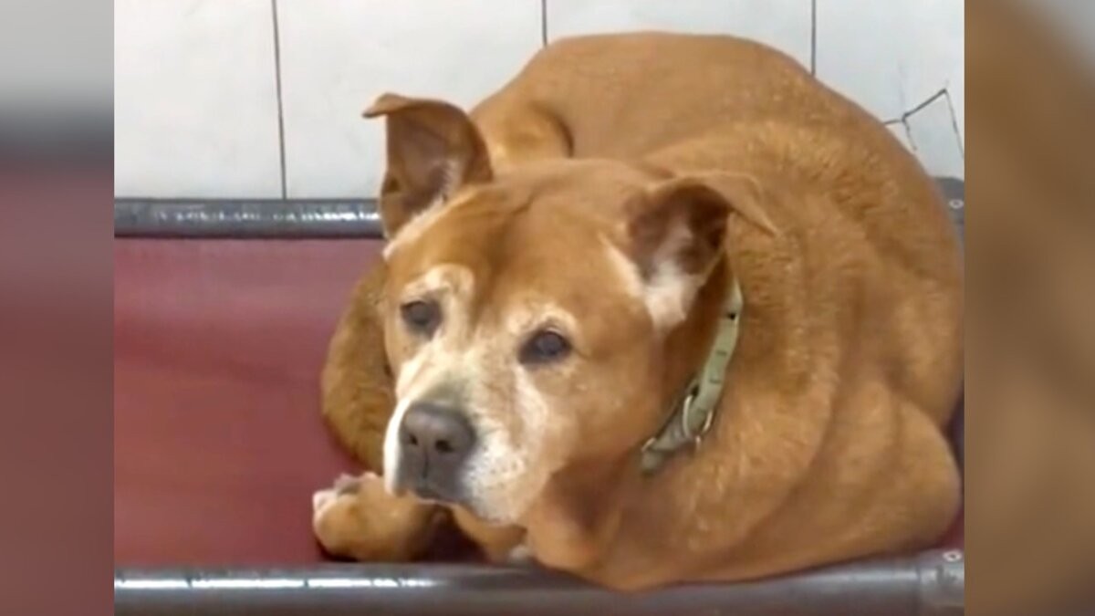 After 1,739 Days of Waiting, Mr. Jones Finally Left the Shelter for Good