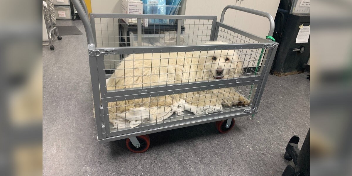 Doug Was Terrified of Indoor Floors, So His Shelter Gave Him a Special Ride