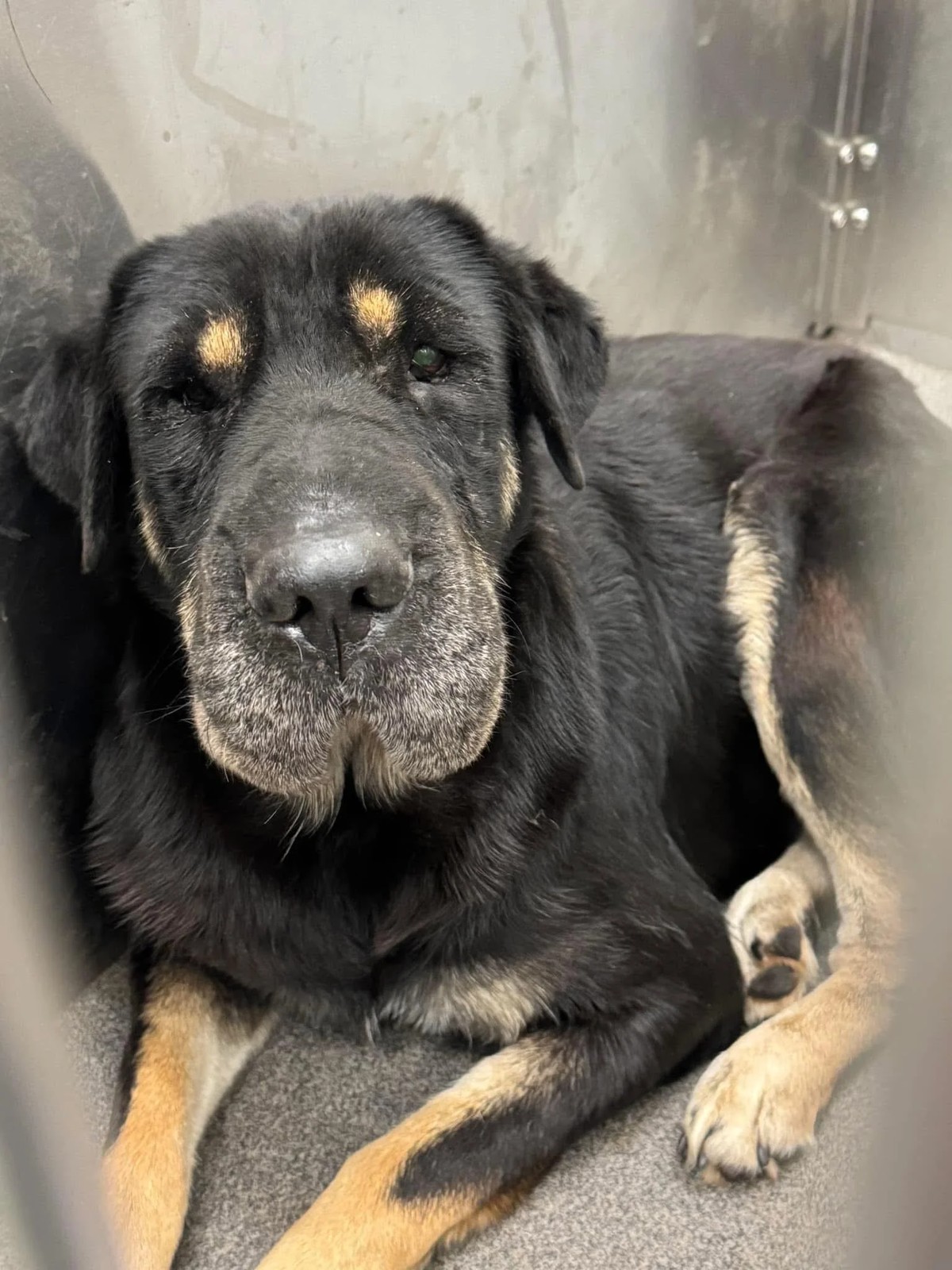 The Shelter Dog Who Looked Like Buddy Turned Out to Be His Long-Lost Sister