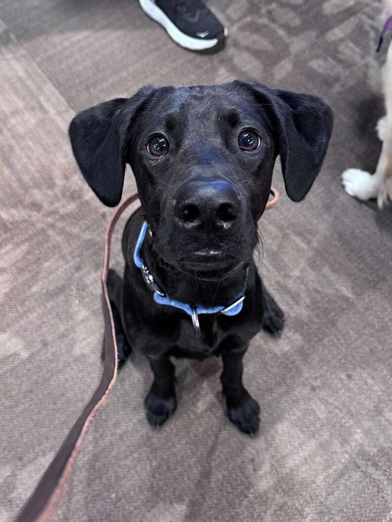The “Little Lab” Kept Growing — Then His DNA Revealed A Rare Surprise - photo 1