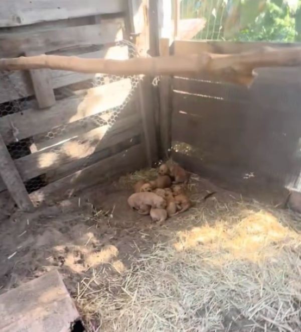 Tabatha Waited Two Weeks for Help, Then Led Her Rescuer to Eight Tiny Lives - photo 1